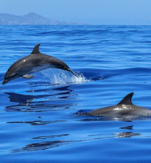 delfiny-na-majorce
